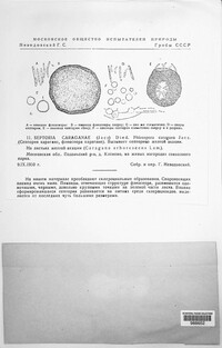 Mycosphaerella jaczewskii image